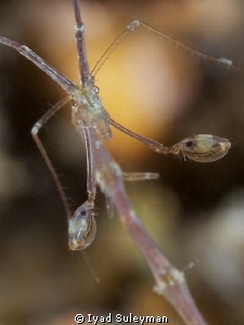 Skeleton Shrimp in details...
taken with my +15 diopter by Iyad Suleyman 